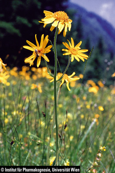 Arnikablüte