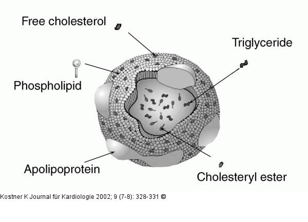 Lipoprotein - Struktur