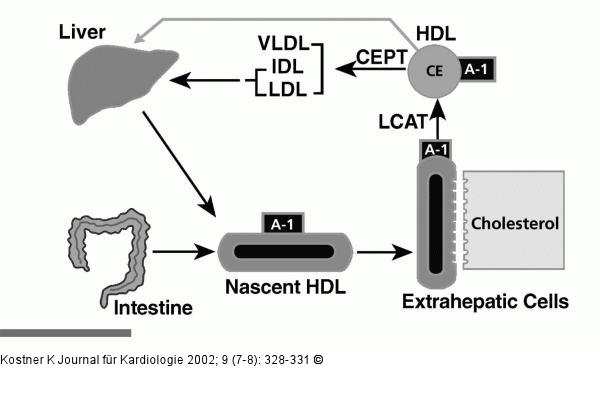 Reverser Cholesterintransport