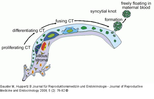 Trophoblast 