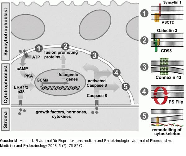 Trophoblast fusion