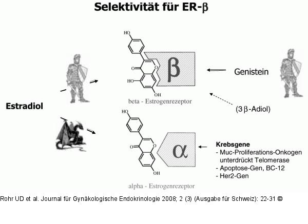 Estrogenrezeptor