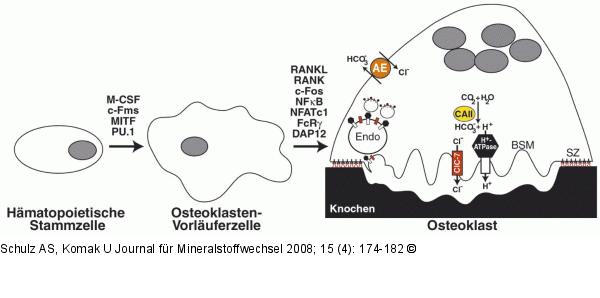 Osteoklasten