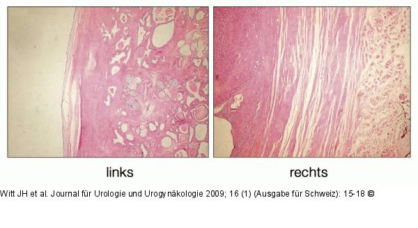 Histologisches Prparat