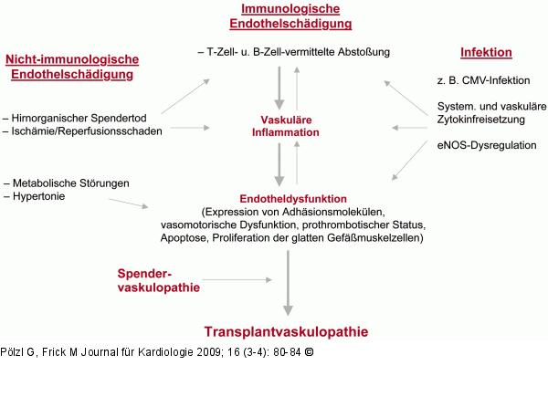 Immunologische - Nicht-immunologische Faktoren