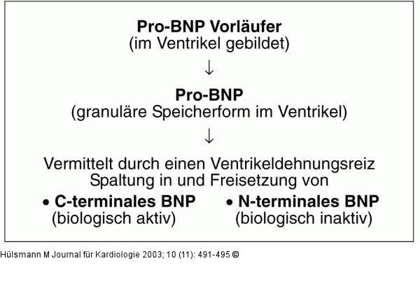 BNP-Freisetzung