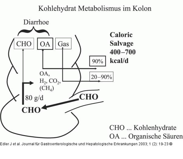 Kolon - Metabolismus