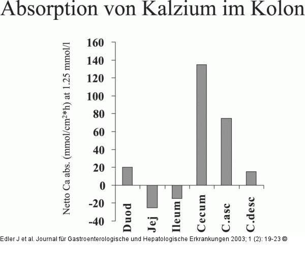 Coecum - Kalzium - Absorption