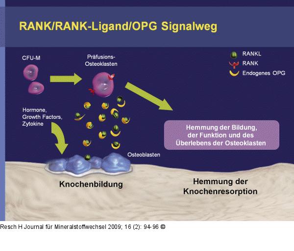 RANK - RANKL - OPG