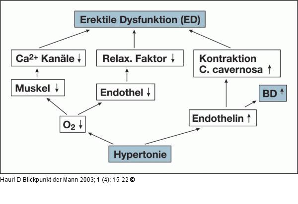 Hypertonie - Erektile Dysfunktion