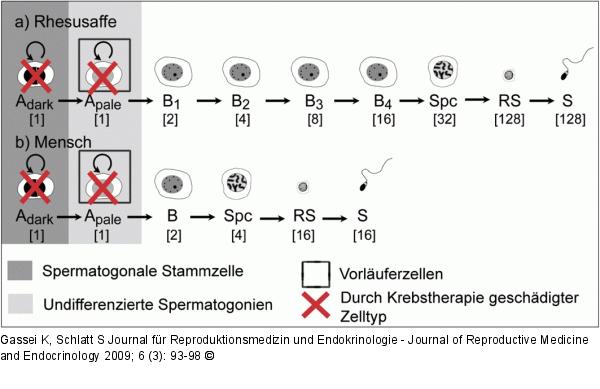Spermatogenese