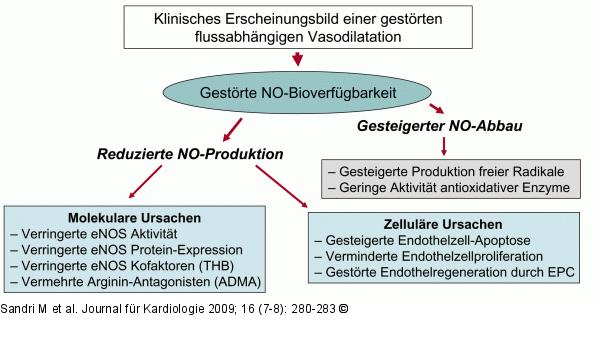 Endotheliale Dysfunktion
