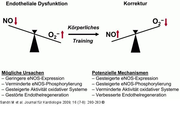 Endotheliale Dysfunktion