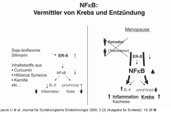 NFkappaB