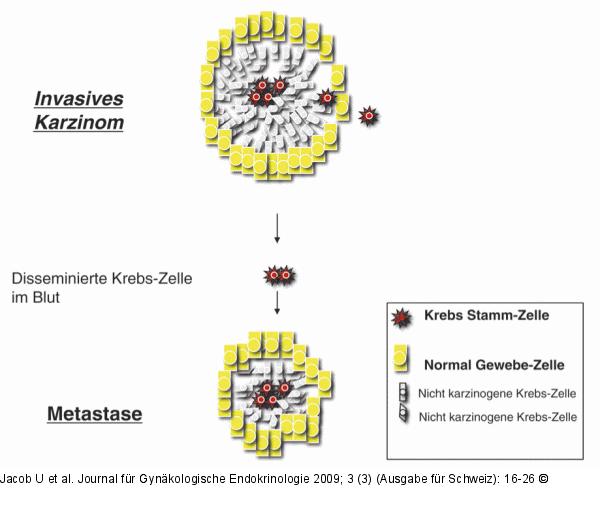 Krebsstammzellen