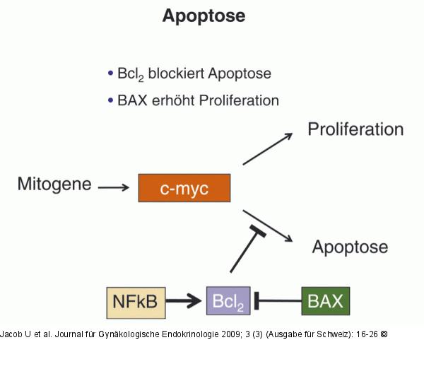 Apoptose  