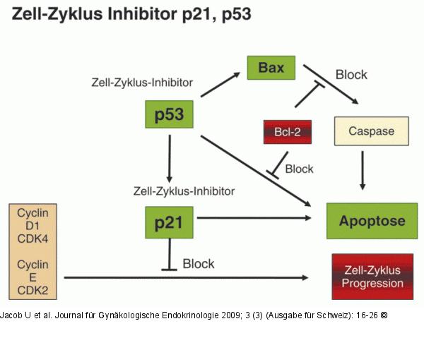 Zell-Zyklus-Inhibitor