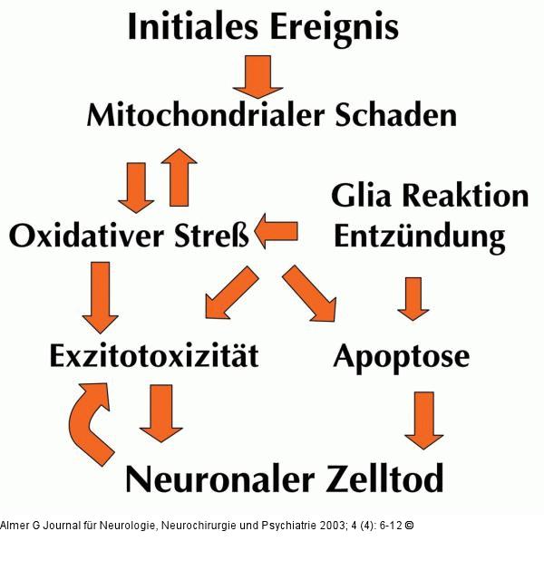 ALS - Pathophysiologischer Mechanismus