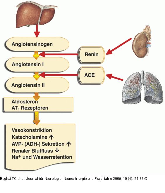 Renin-Angiotensin-Kaskade