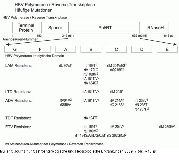 HBV-Polymerase