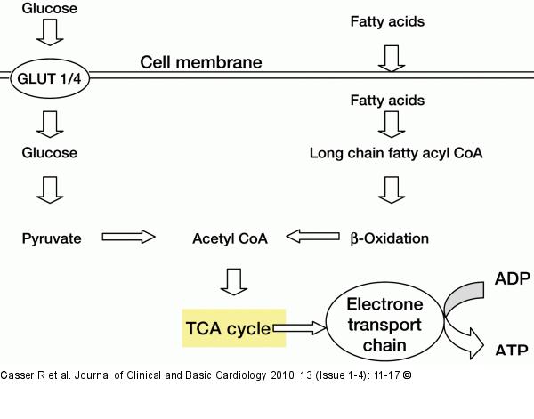 Myocardial Metabolism
