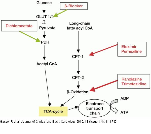 Cardiac metabolism