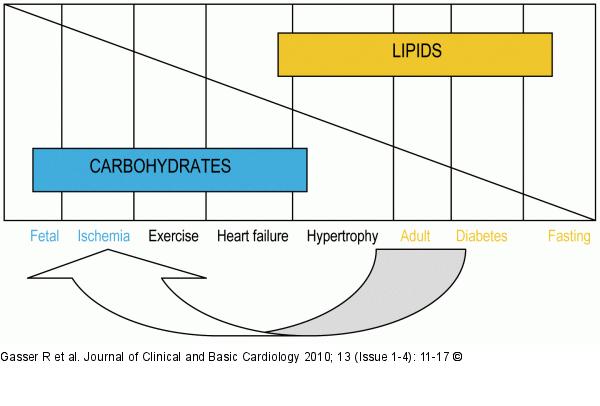 Myocardial Metabolism