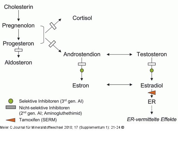 Steroidbiosynthese