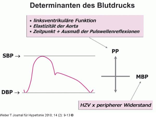 Blutdruck - Determinanten