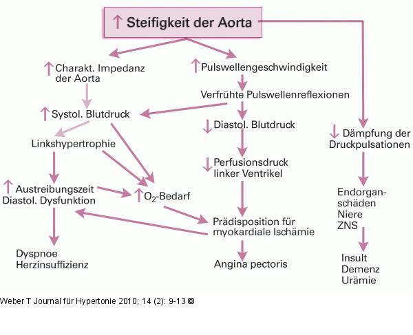 Steifigkeit - Aorta