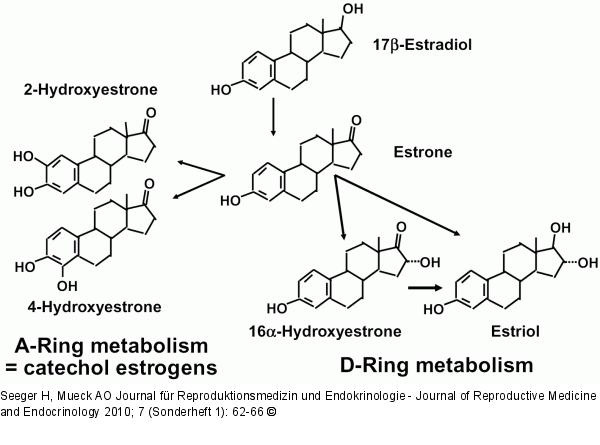 Estradiol metabolism
