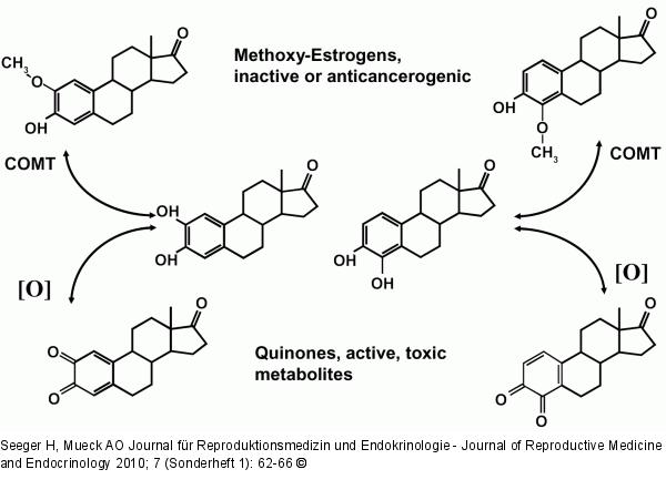 Estradiol metabolism