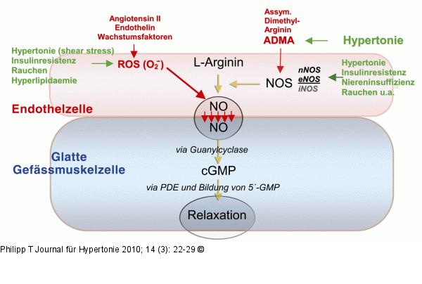 NO-/Arginin-System