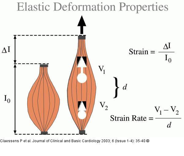 Athlet - Elasitizitt - Deformation