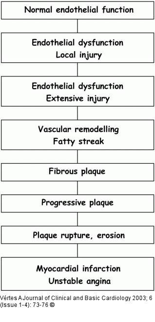 Athersoklerose - Endotheliale Dysfunktion
