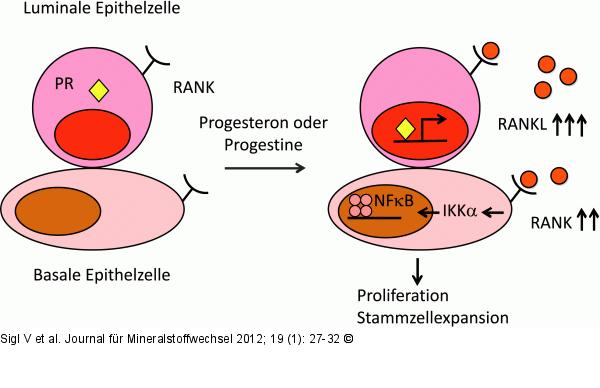 Progesteron-RANKL-Signalweg