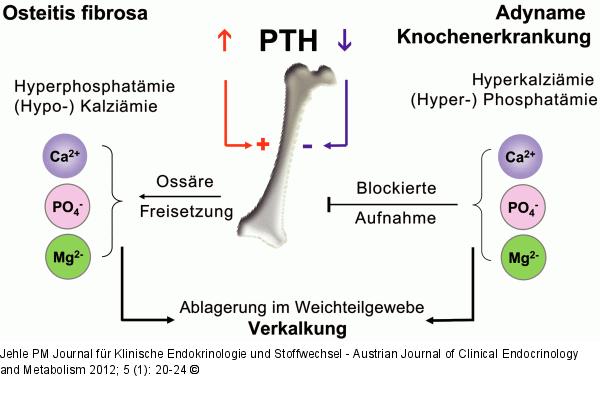 Knochen