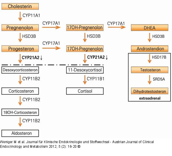 Hypothalamus-Hypophysen-Nebennierenachse