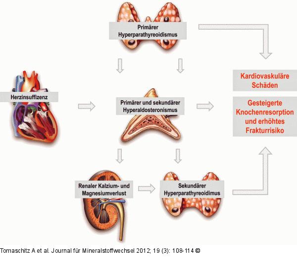 Aldosteron - Parathormondysregulation