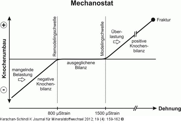 Mechanostat-Modell