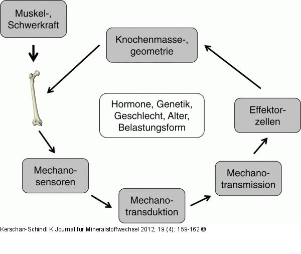 Knochenadaptation