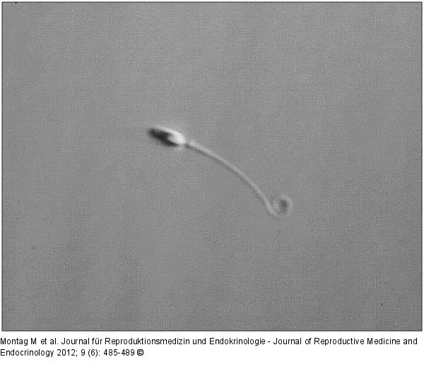 Sperm viability