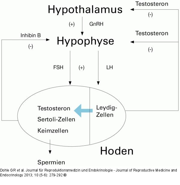 Hypogonadismus