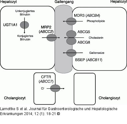 Gallensteinpathogenese