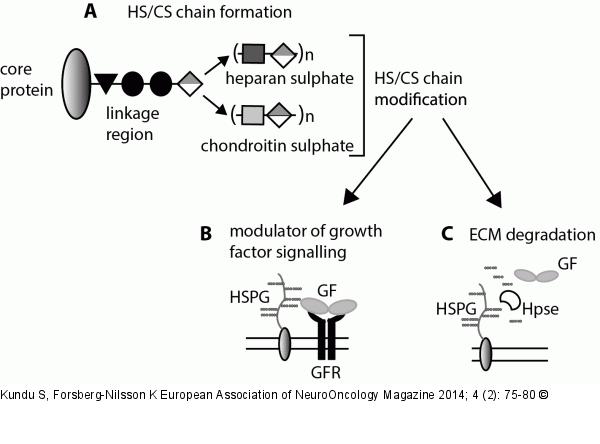 Glycosaminoglycans and Glioma Invasion