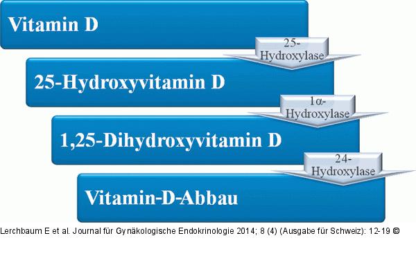 Vitamin-D-Stoffwechsel