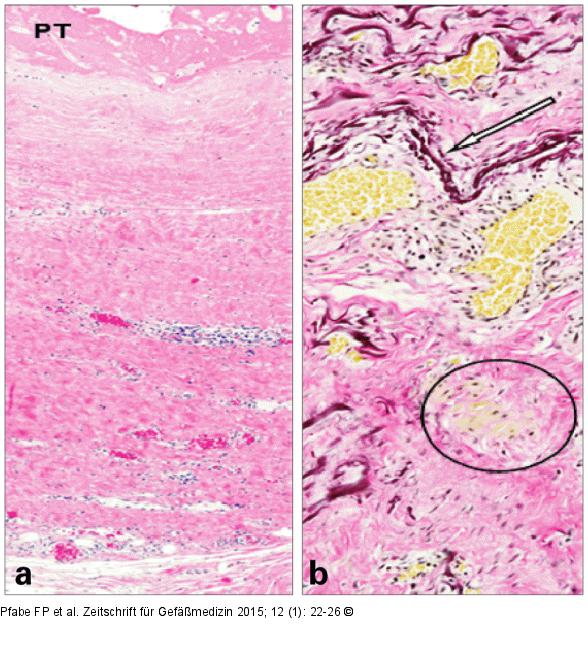 Histologisches Prparat