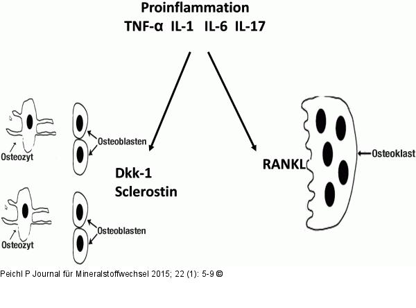 Osteologische Regulationssysteme