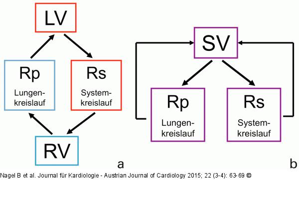 System- und Lungenkreislauf
