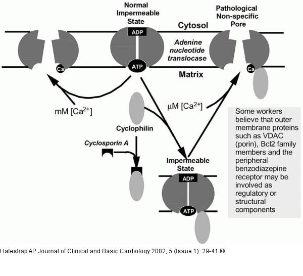 Mitochondrien - Permeabilitt